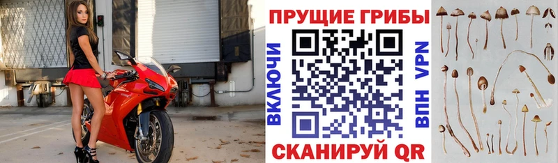 Псилоцибиновые грибы Cubensis  наркошоп  Мценск 